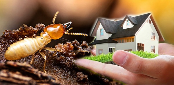 Cockroach Control
